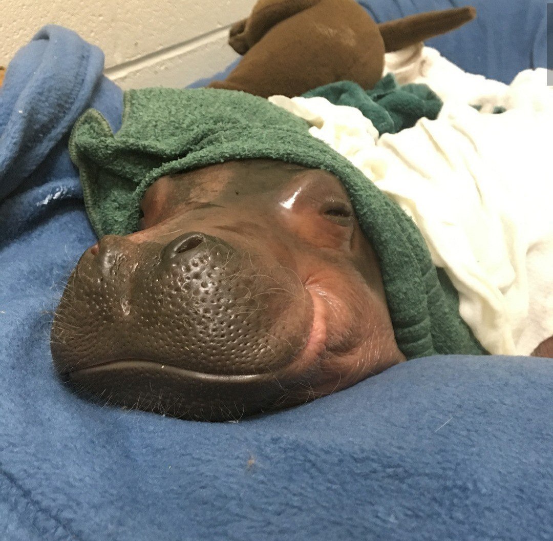 Fiona at the Cincinnati Zoo turned one year old yesterday! - hippopotamus, Birthday, Zoo, Longpost