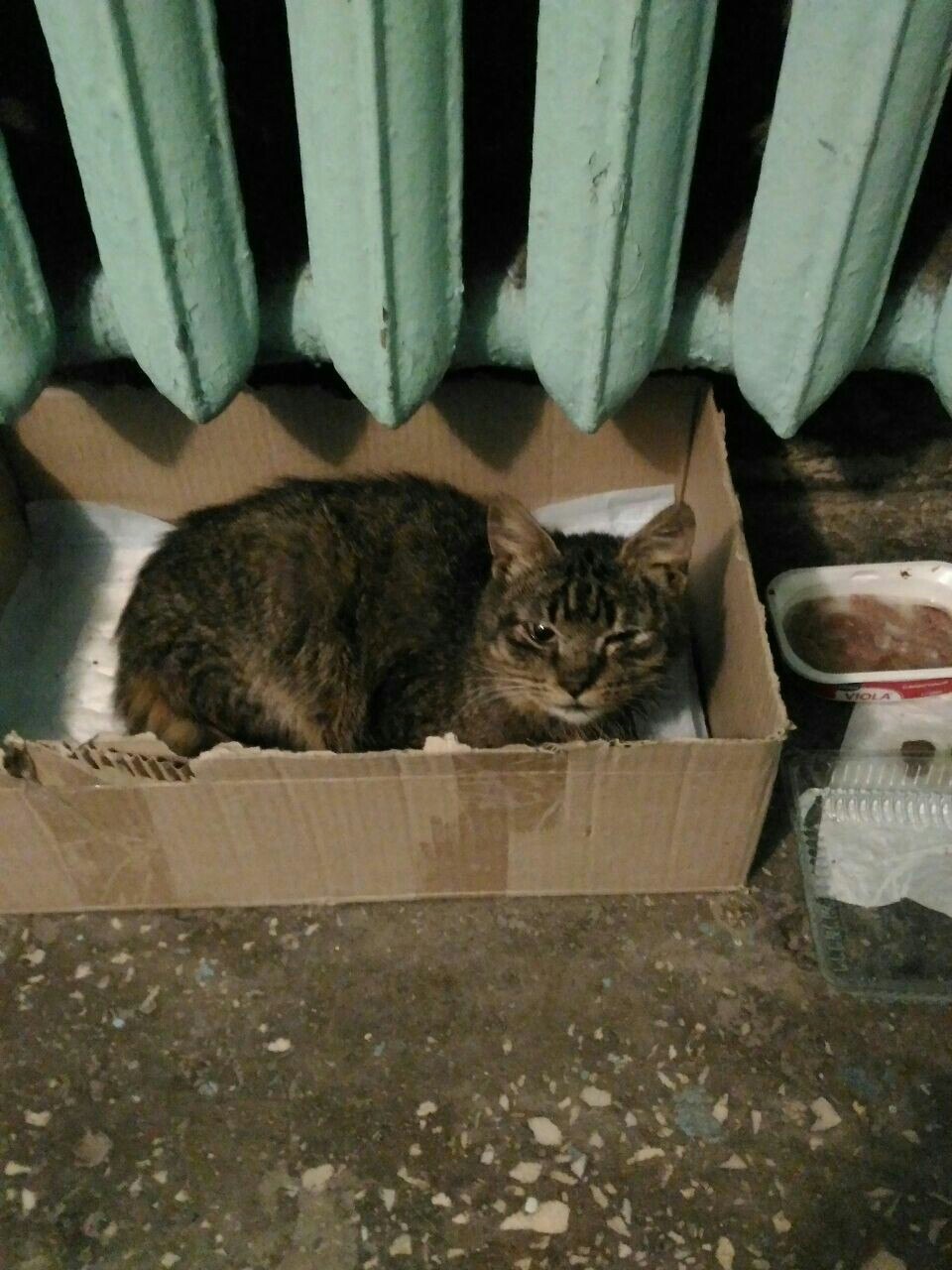 Need help, SPB - My, cat, Help, Shelter, Saint Petersburg, Longpost