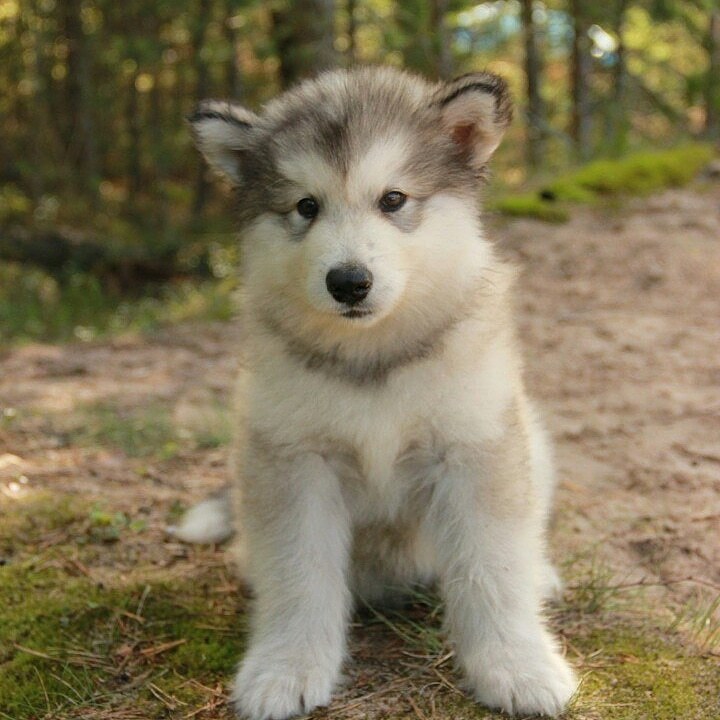 Microdunya - My, Alaskan Malamute, Saint Petersburg, Summer