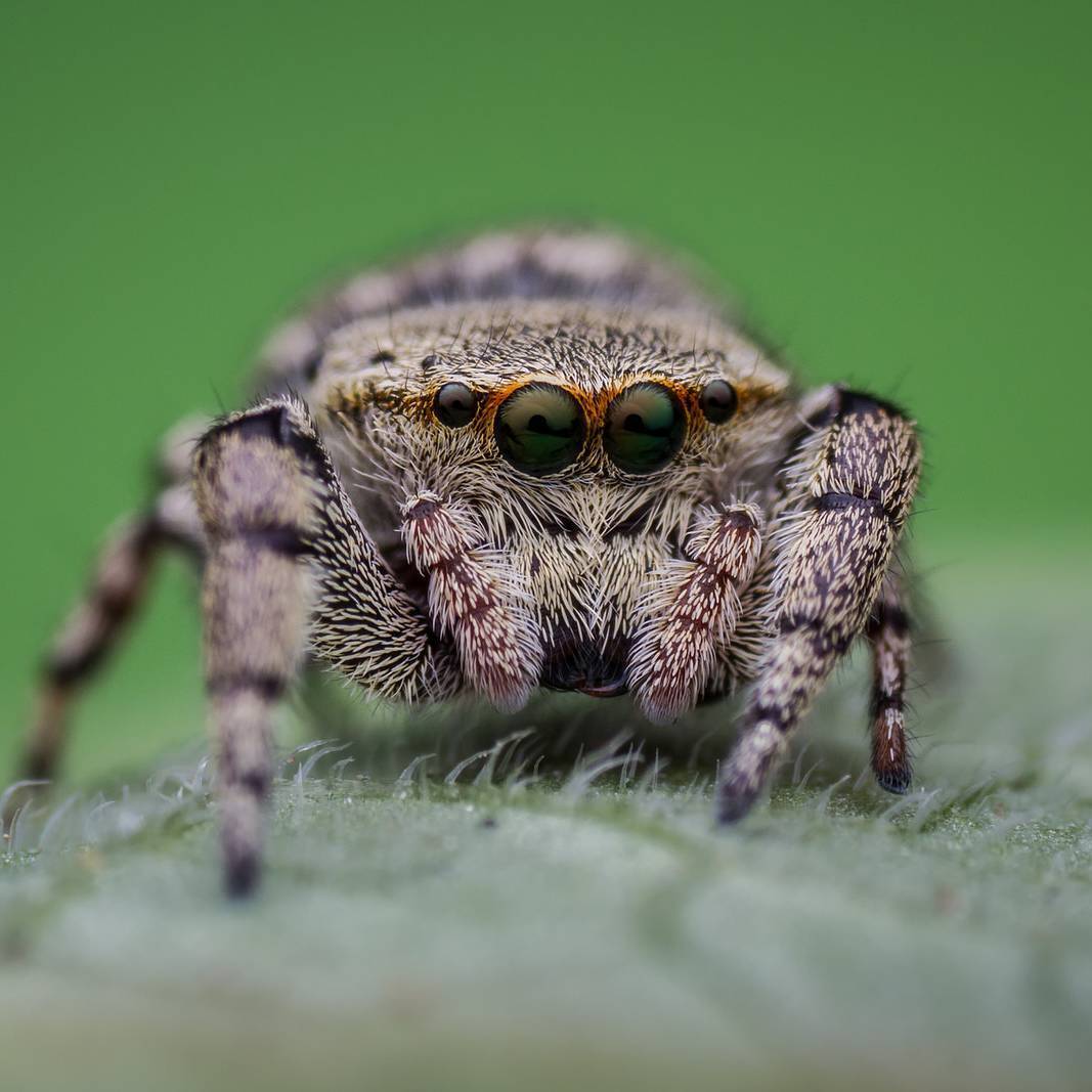 macro photography of spiders - Macro photography, Spider, The photo, Longpost