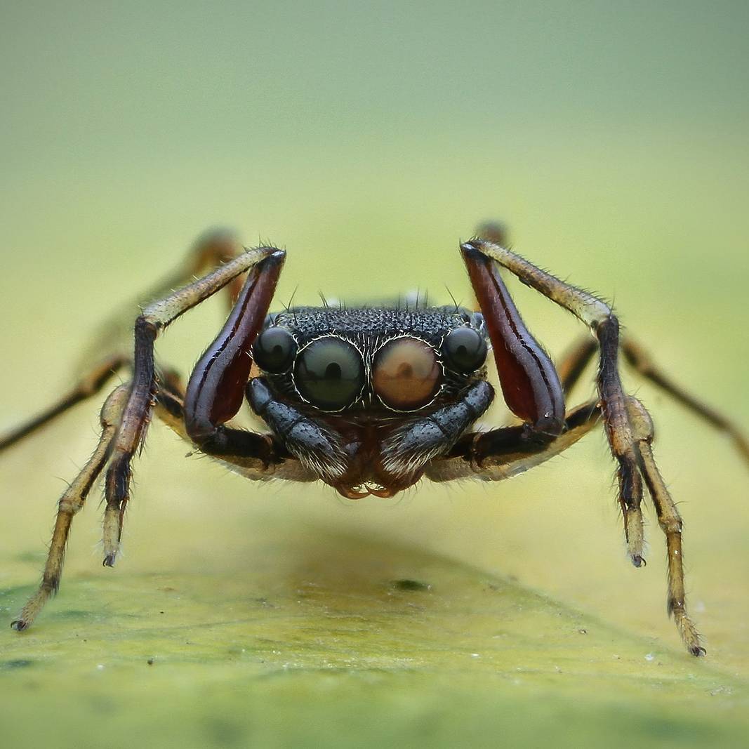 macro photography of spiders - Macro photography, Spider, The photo, Longpost