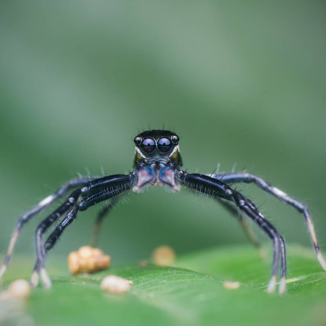 macro photography of spiders - Macro photography, Spider, The photo, Longpost