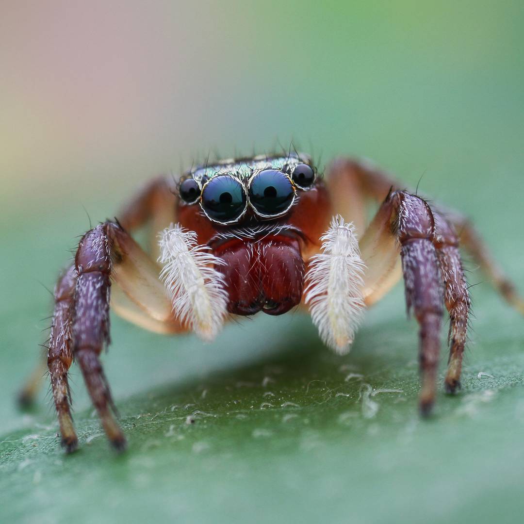 macro photography of spiders - Macro photography, Spider, The photo, Longpost