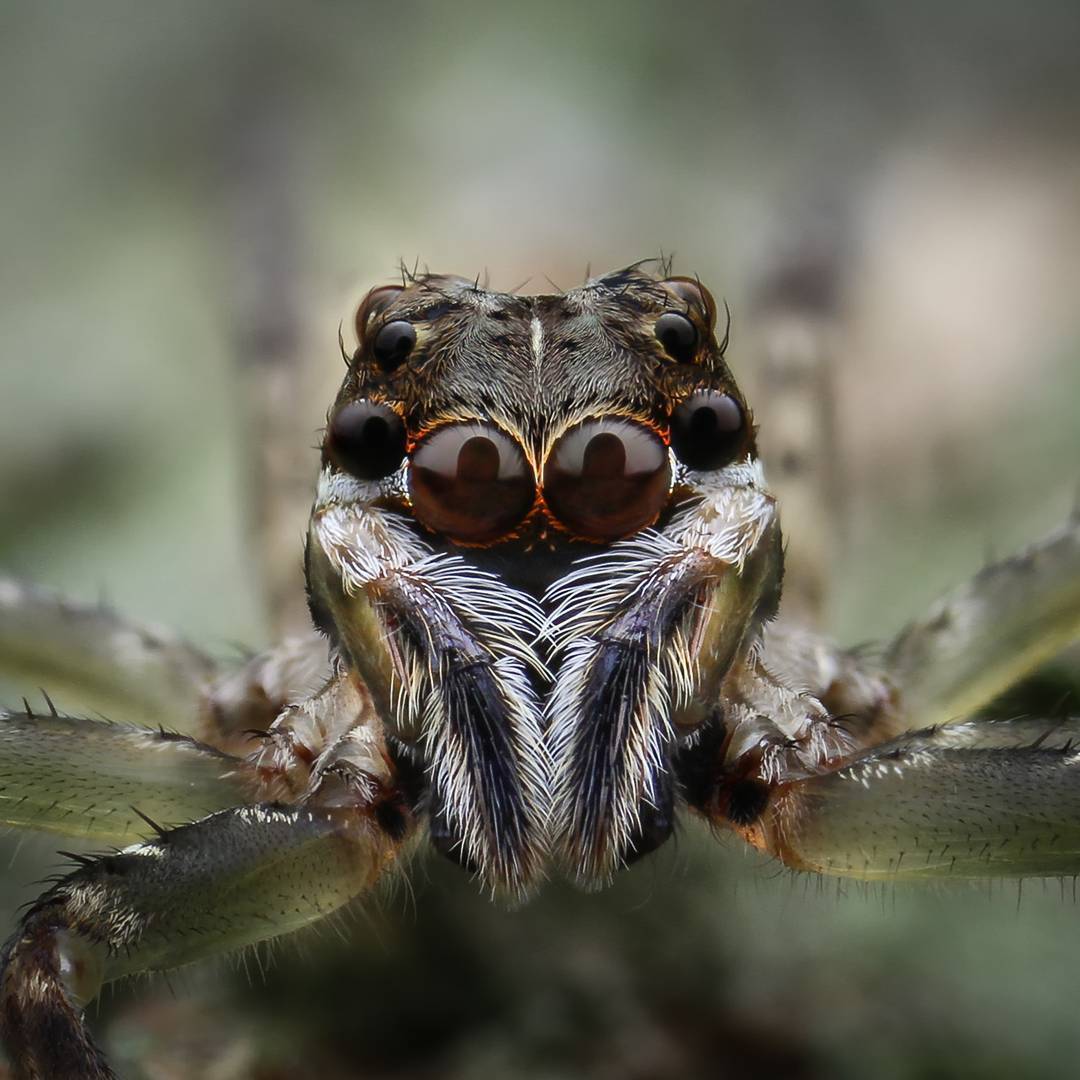 macro photography of spiders - Macro photography, Spider, The photo, Longpost