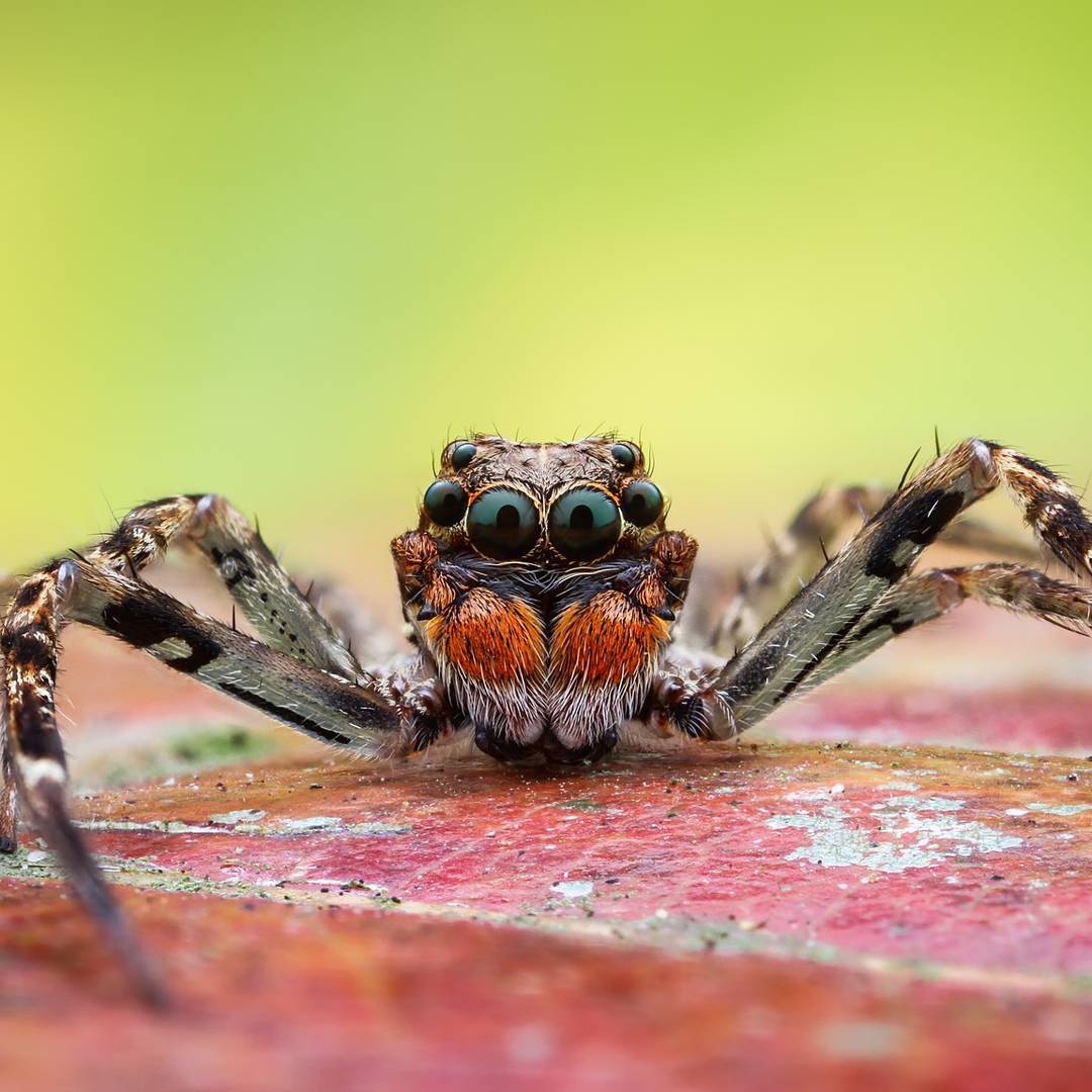 macro photography of spiders - Macro photography, Spider, The photo, Longpost