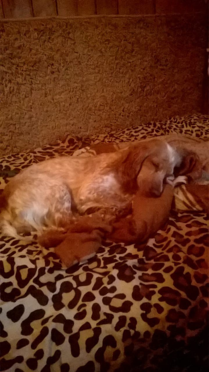 Runaway dog, Russian Spaniel, light brown 1 year old - My, The dog is missing, Klyazma, Longpost