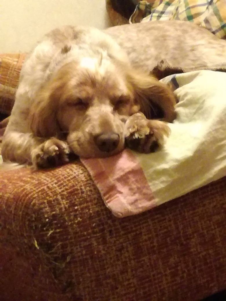 Runaway dog, Russian Spaniel, light brown 1 year old - My, The dog is missing, Klyazma, Longpost