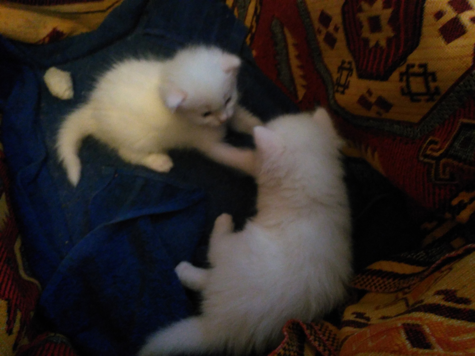 About cats #3 - My, cat, Turkish angora, My, Longpost