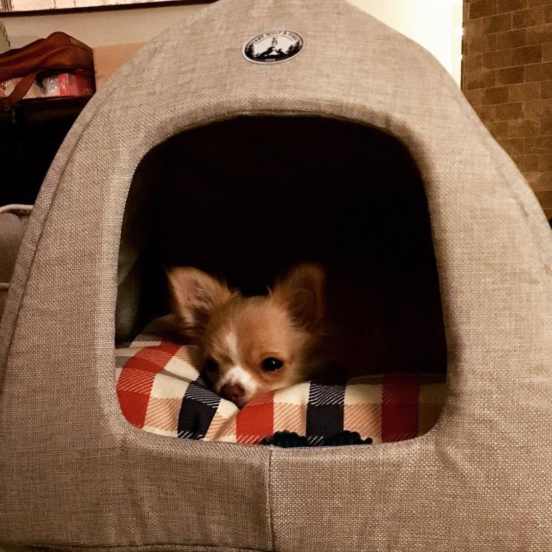 cozy house - Dog, In the house, , I'm in the house