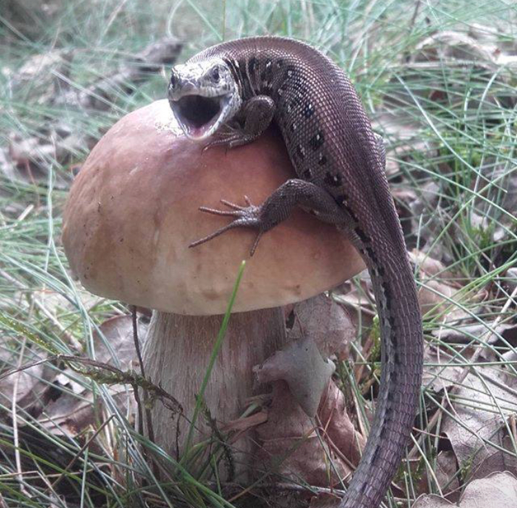 My fungus!!! - Mushrooms, Lizard