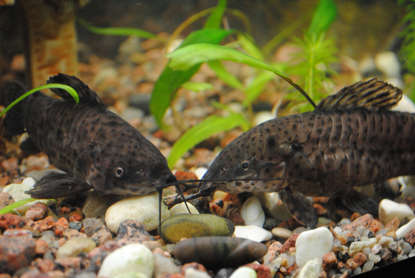 Somiki. - My, , Aquarium, Aquarium fish, Catfish, Longpost