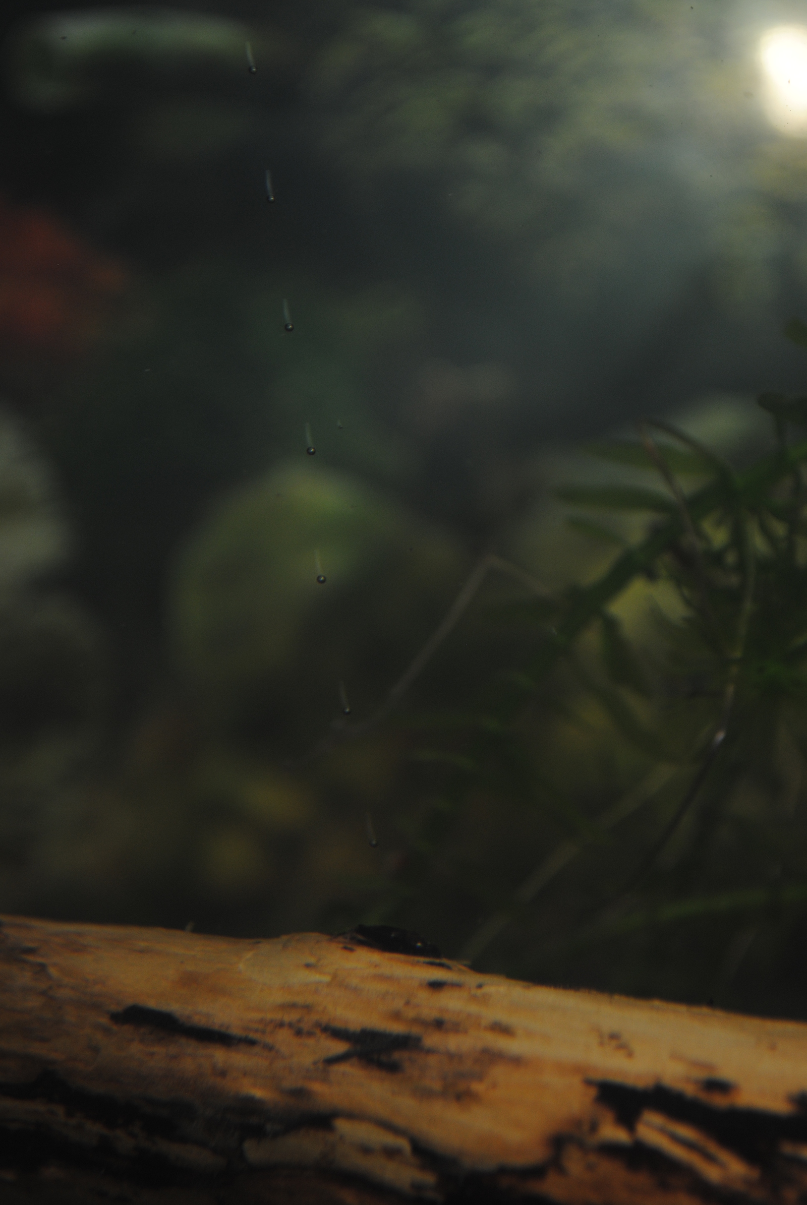 Somiki. - My, , Aquarium, Aquarium fish, Catfish, Longpost