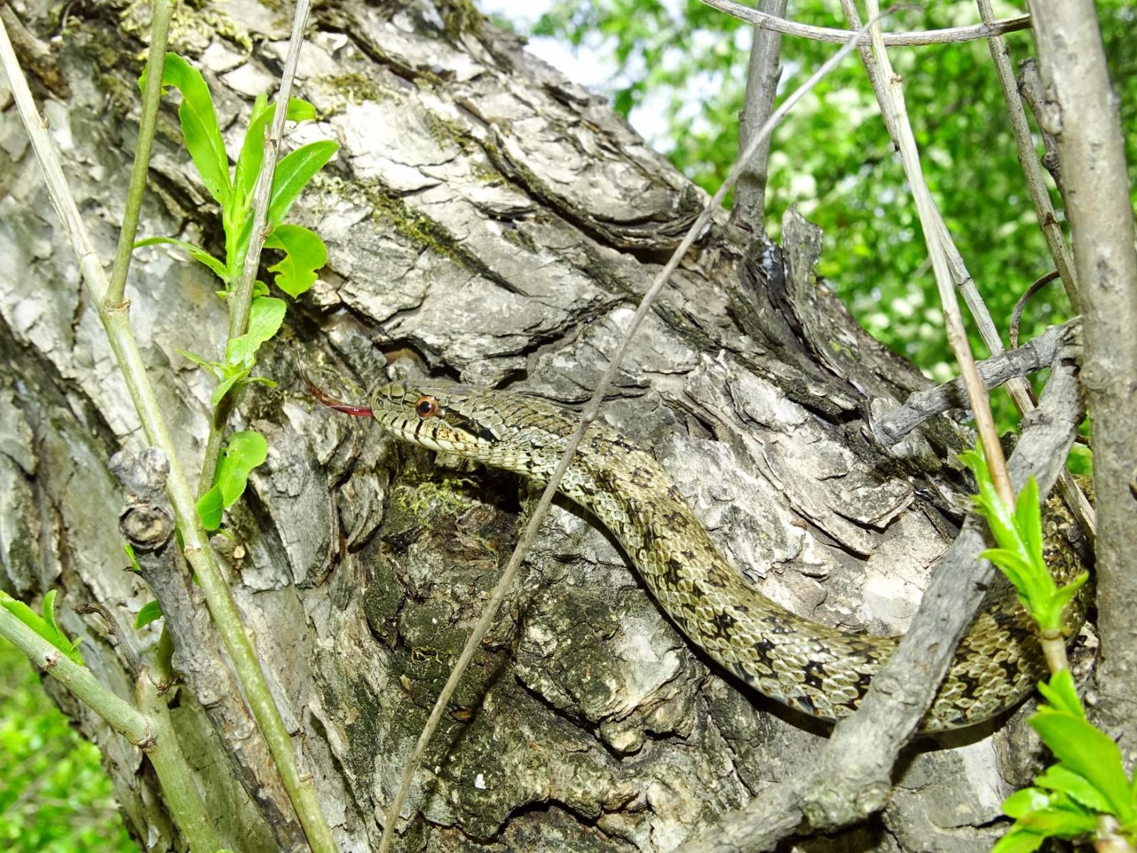 My encounters with non-venomous snakes, on Senka's hat. - My, Дальний Восток, Primorsky Krai, Snake, Oktyabrsky District, Senkina hat, Longpost