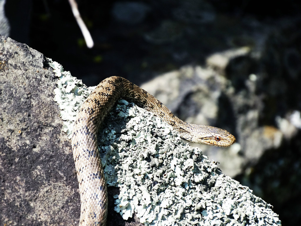 My encounters with non-venomous snakes, on Senka's hat. - My, Дальний Восток, Primorsky Krai, Snake, Oktyabrsky District, Senkina hat, Longpost