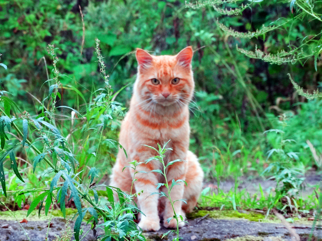 Encounters with a cat on forest paths! - My, cat, Primorsky Krai, Pokrovka, Meeting, Longpost