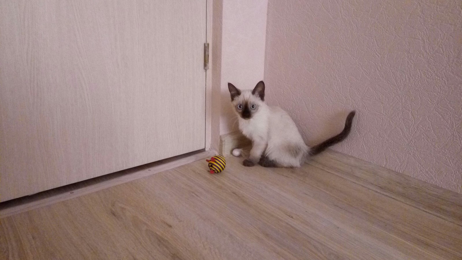 My new cat baby - My, My darling, Siamese cat, Longpost, cat