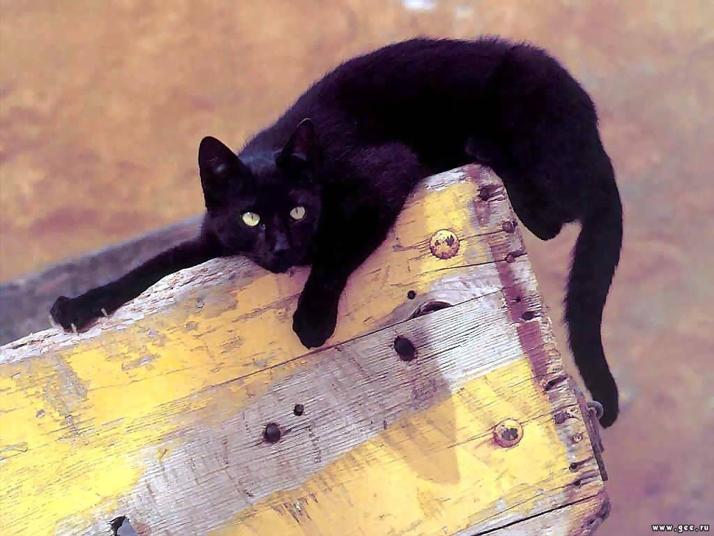 Shades of black - cat, Black, Longpost