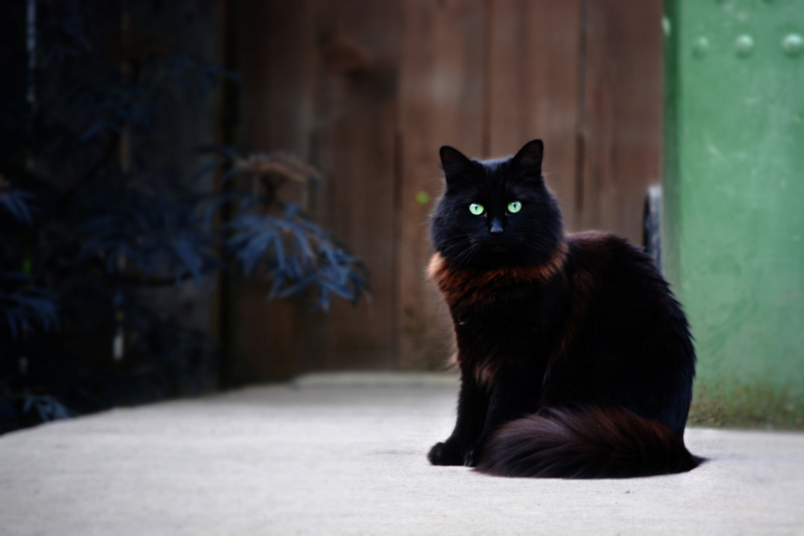 Shades of black - cat, Black, Longpost