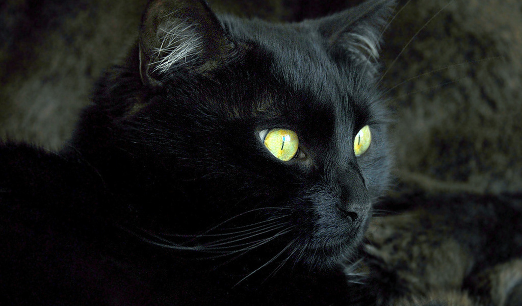 Shades of black - cat, Black, Longpost