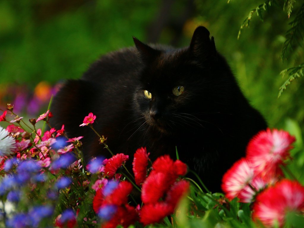 Shades of black - cat, Black, Longpost