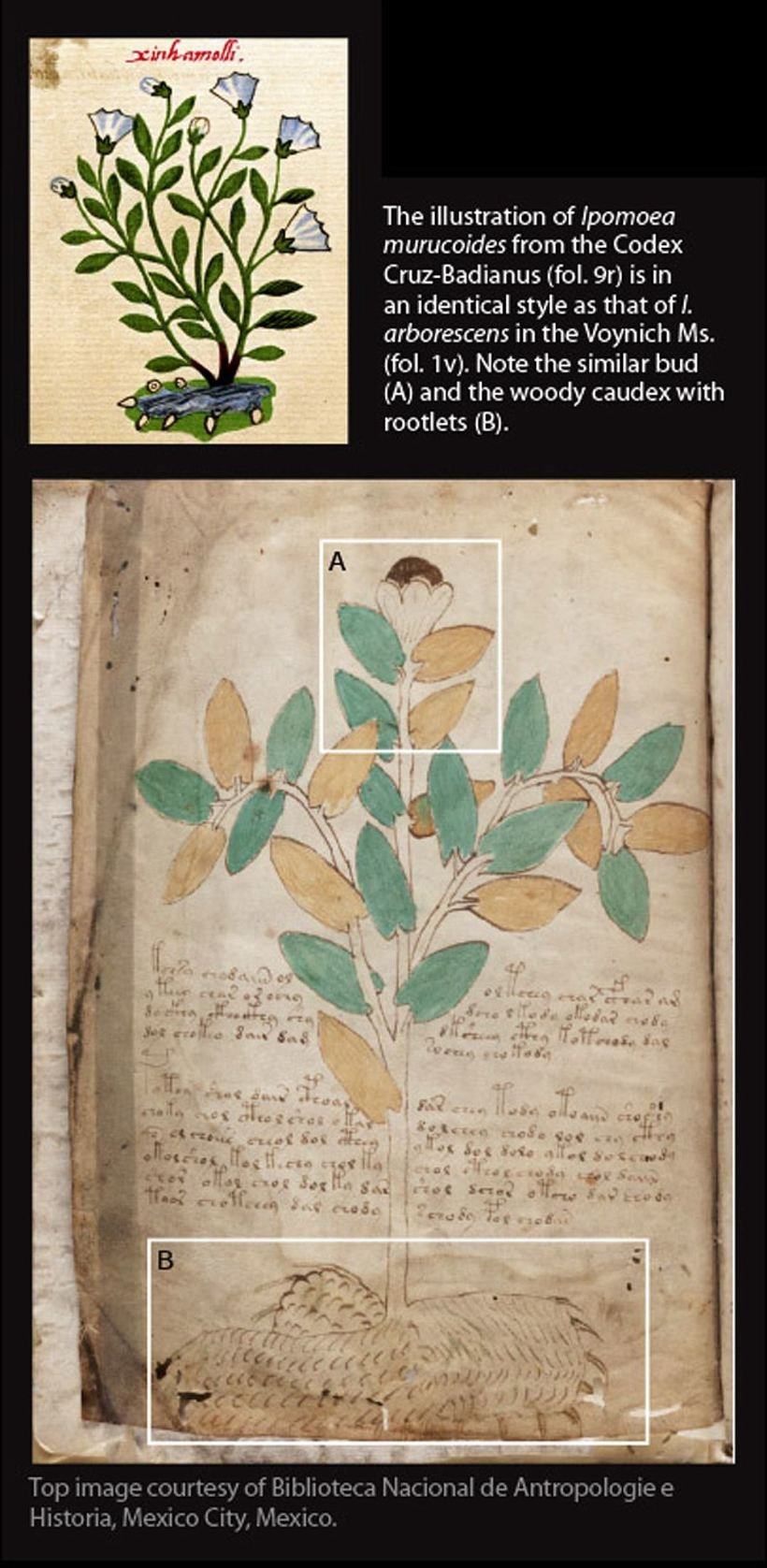 A book that cannot be read. Why has no one revealed the secret of the Voynich manuscript? - Story, Art, Mystic, Books, Alchemy, Longpost