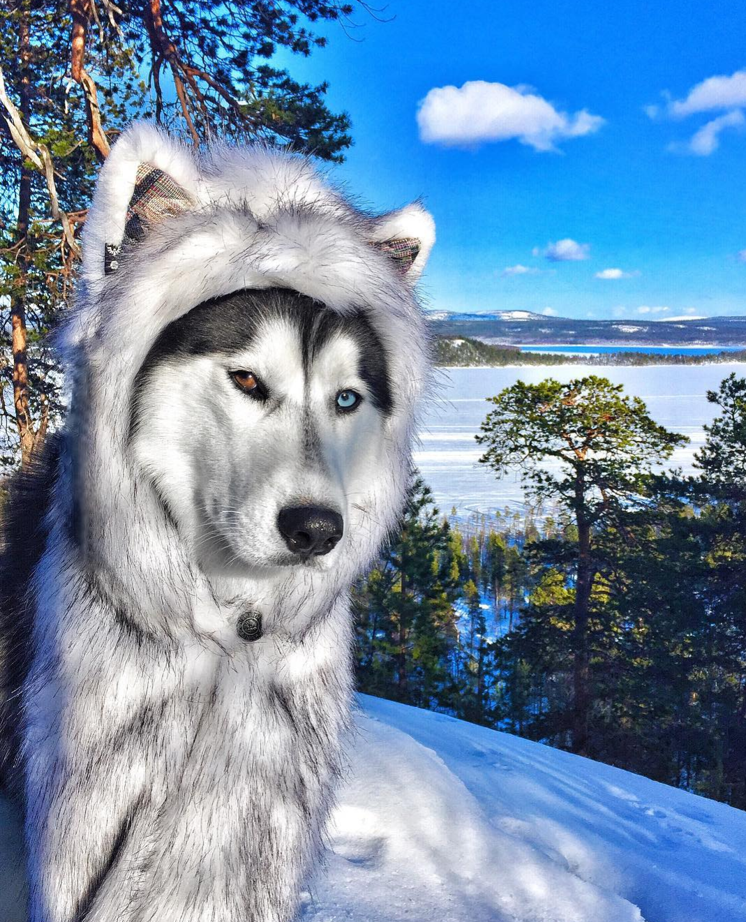 Naskulil - Siberian Husky, Husky, Fur coat, Snow, Dog