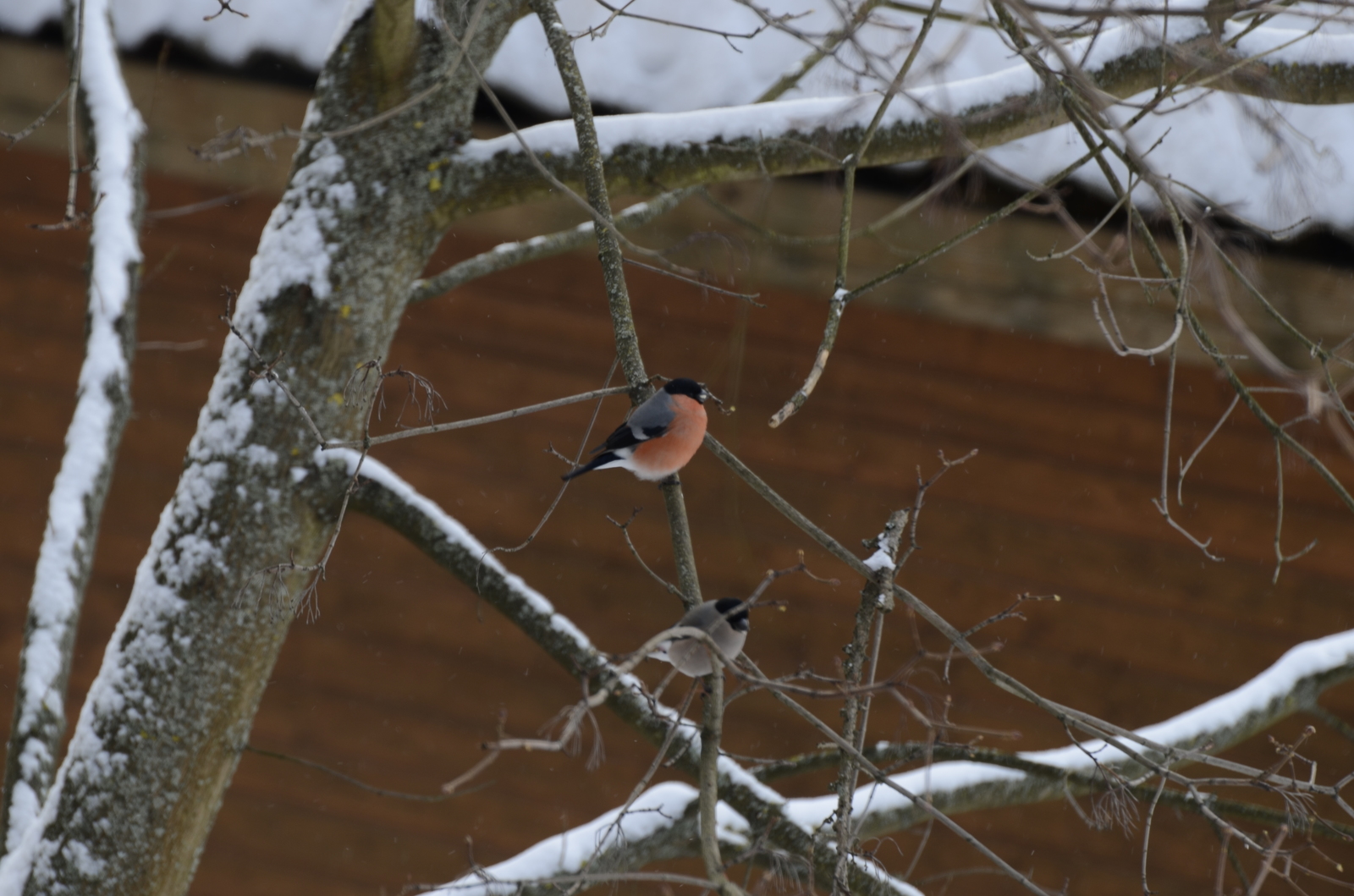 Birds - My, The photo, Nikon, Birds, Bullfinches, I want criticism, Video, Longpost