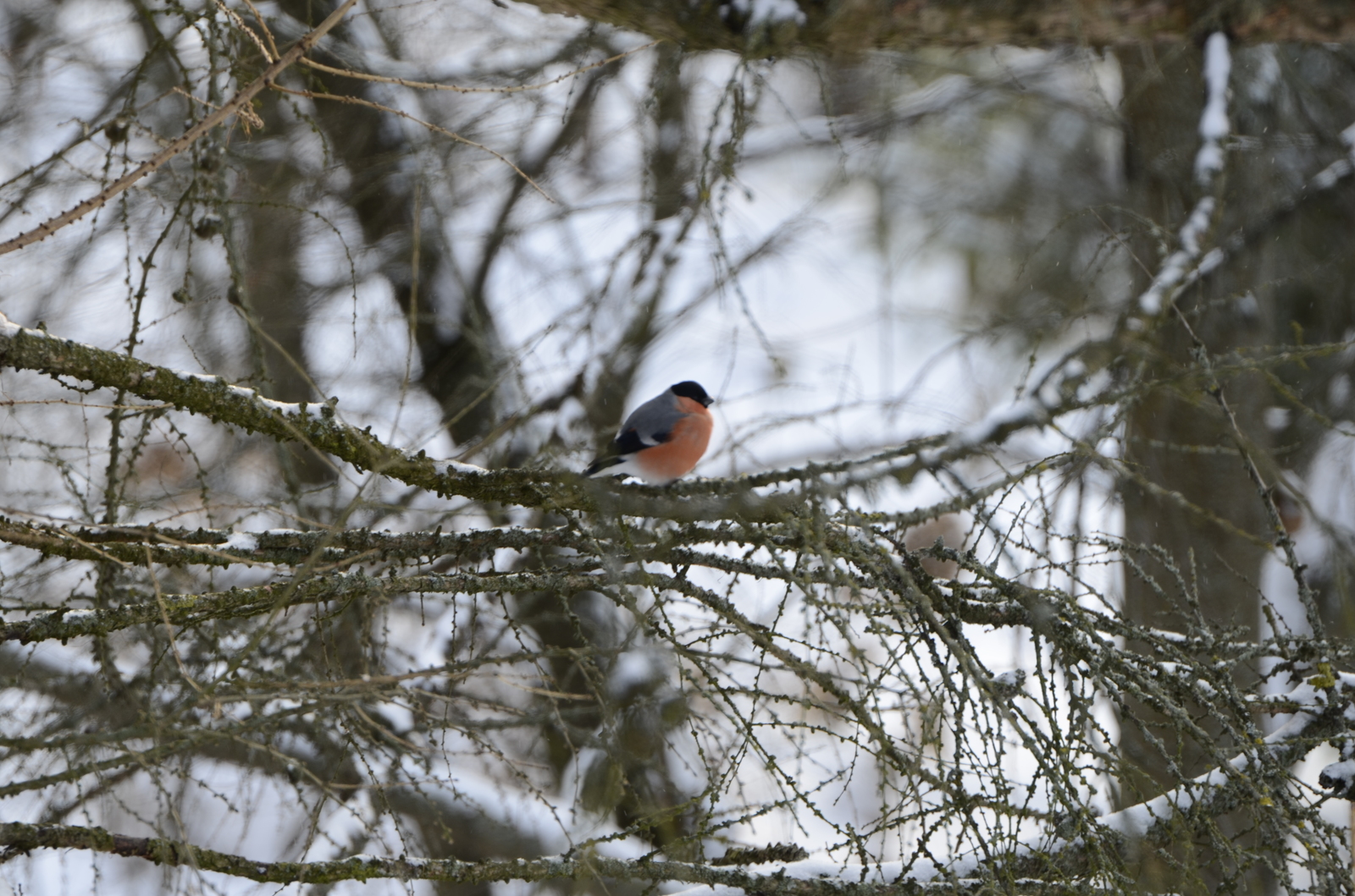 Birds - My, The photo, Nikon, Birds, Bullfinches, I want criticism, Video, Longpost