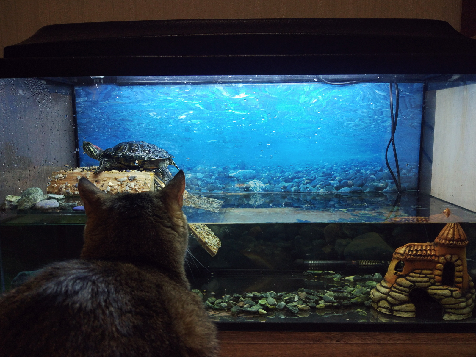 The main connoisseur of the terrarium - My, cat, Turtle, Terrarium