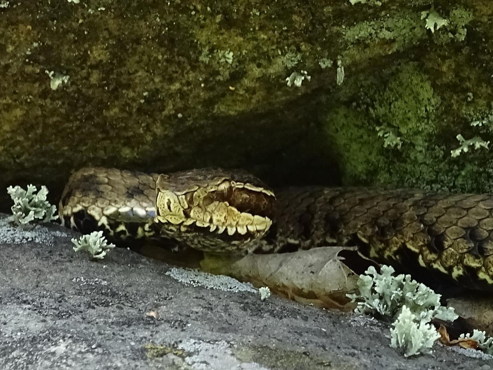 My encounters with poisonous snakes, on Senka's hat. - My, Дальний Восток, Primorsky Krai, Poisonous animals, Oktyabrsky District, Senkina hat, Longpost, Video