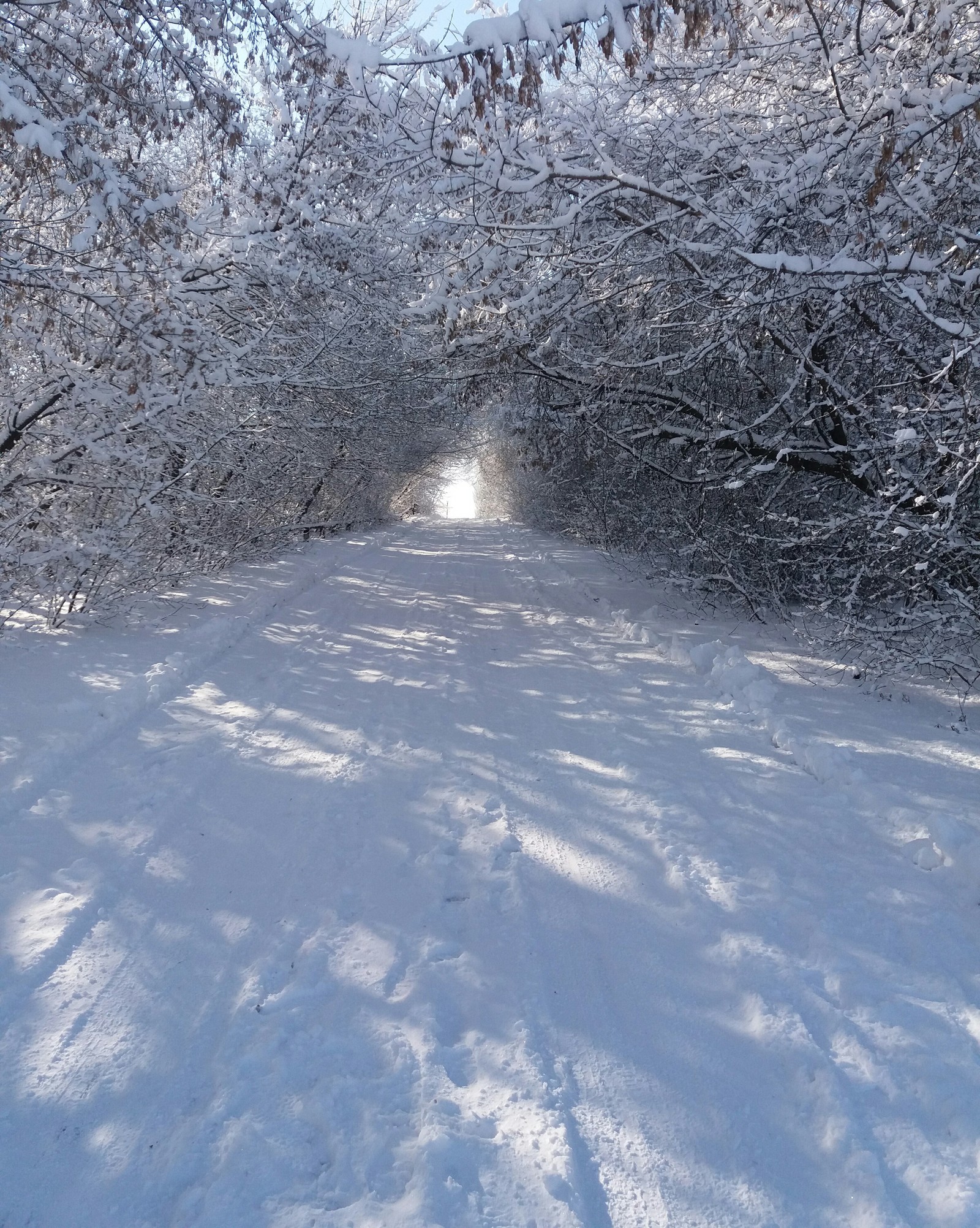 The delights of winter - My, The photo, Winter, beauty, Snow