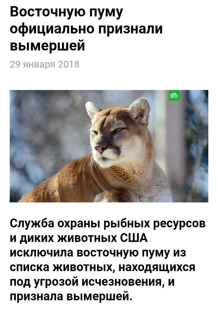 It's all so sad for me.. - news, Animals, Puma