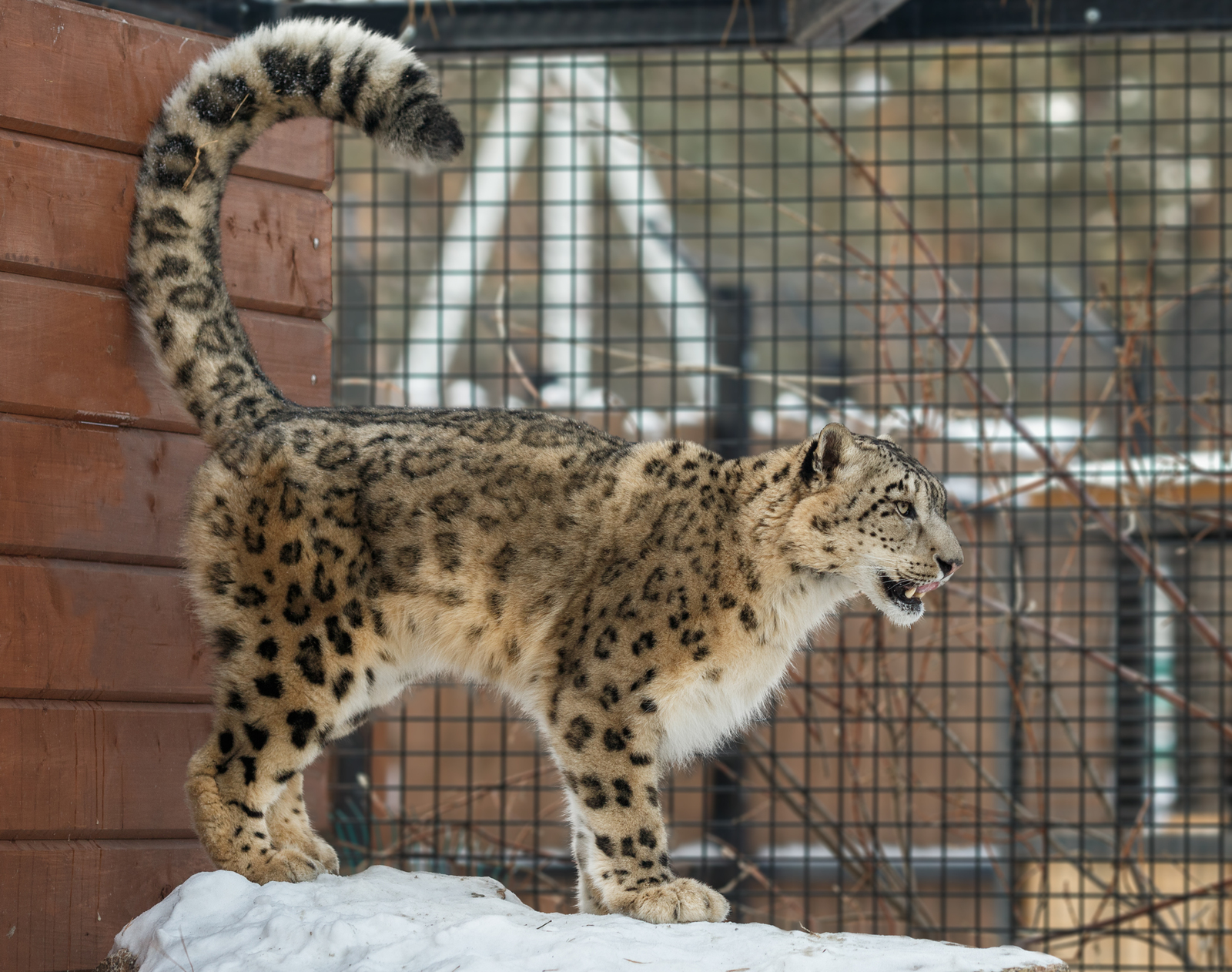 Хвостик - Фотография, Снежный барс, Красавец кот, Кот