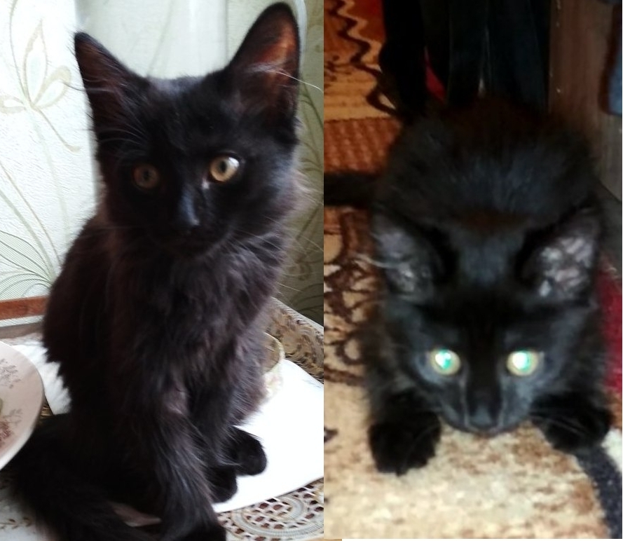 The kitten is looking for a home in Krasnoyarsk - My, cat, I will give the cat for free, I will give, Help, Kitten Found, In good hands, Krasnoyarsk, Longpost, Helping animals