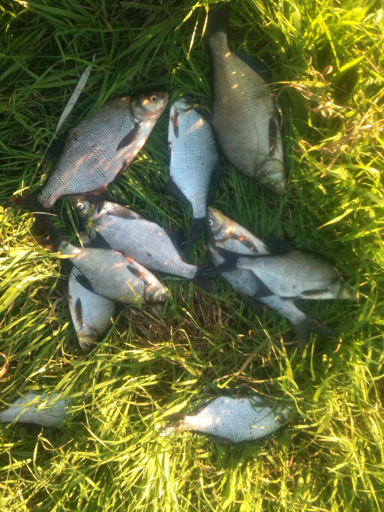 A few memories from last fall. - My, Fishing, Morning, Oka river, Longpost