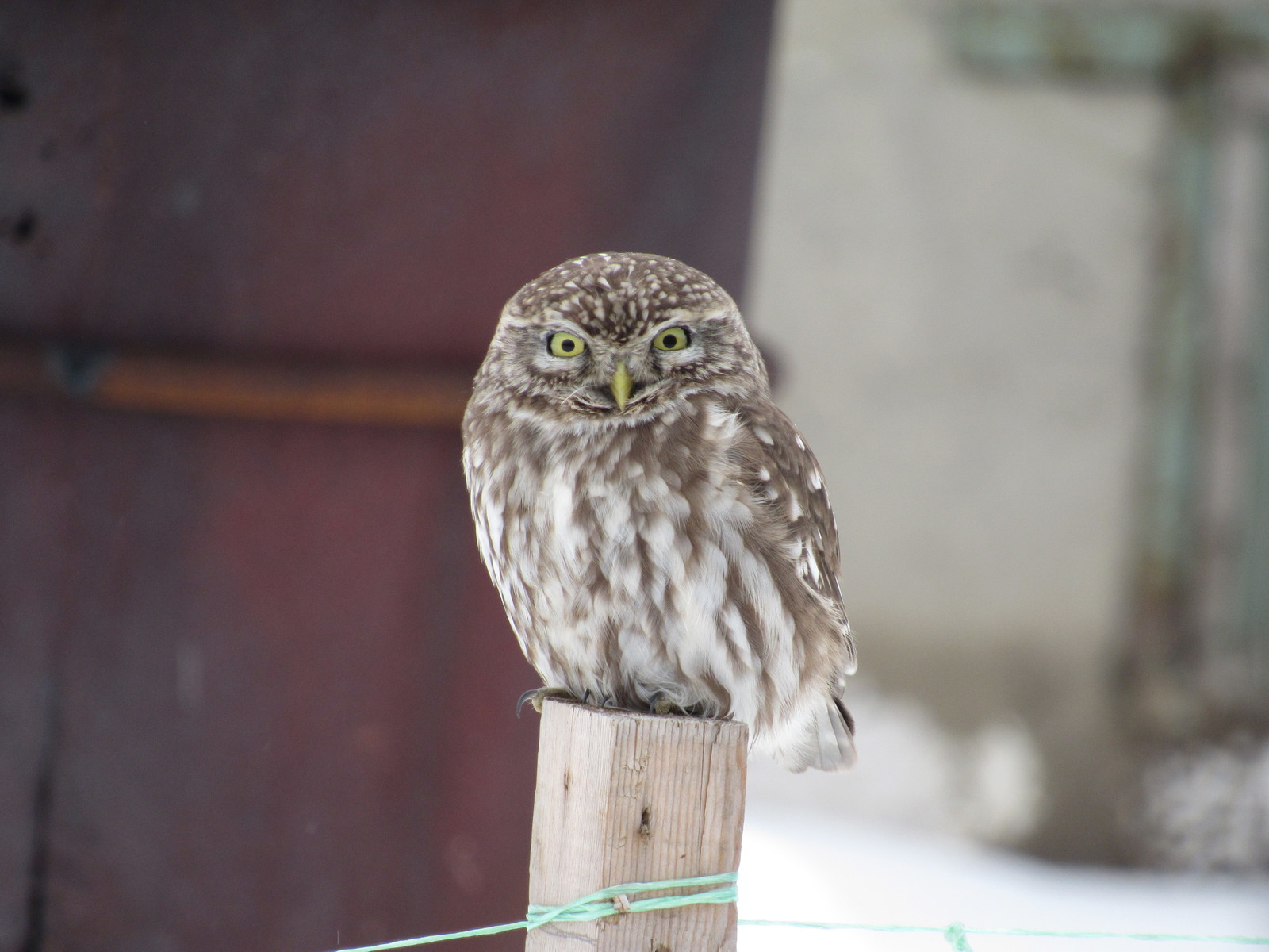 The owl flew in to peep - My, Little owl, Owl, Longpost