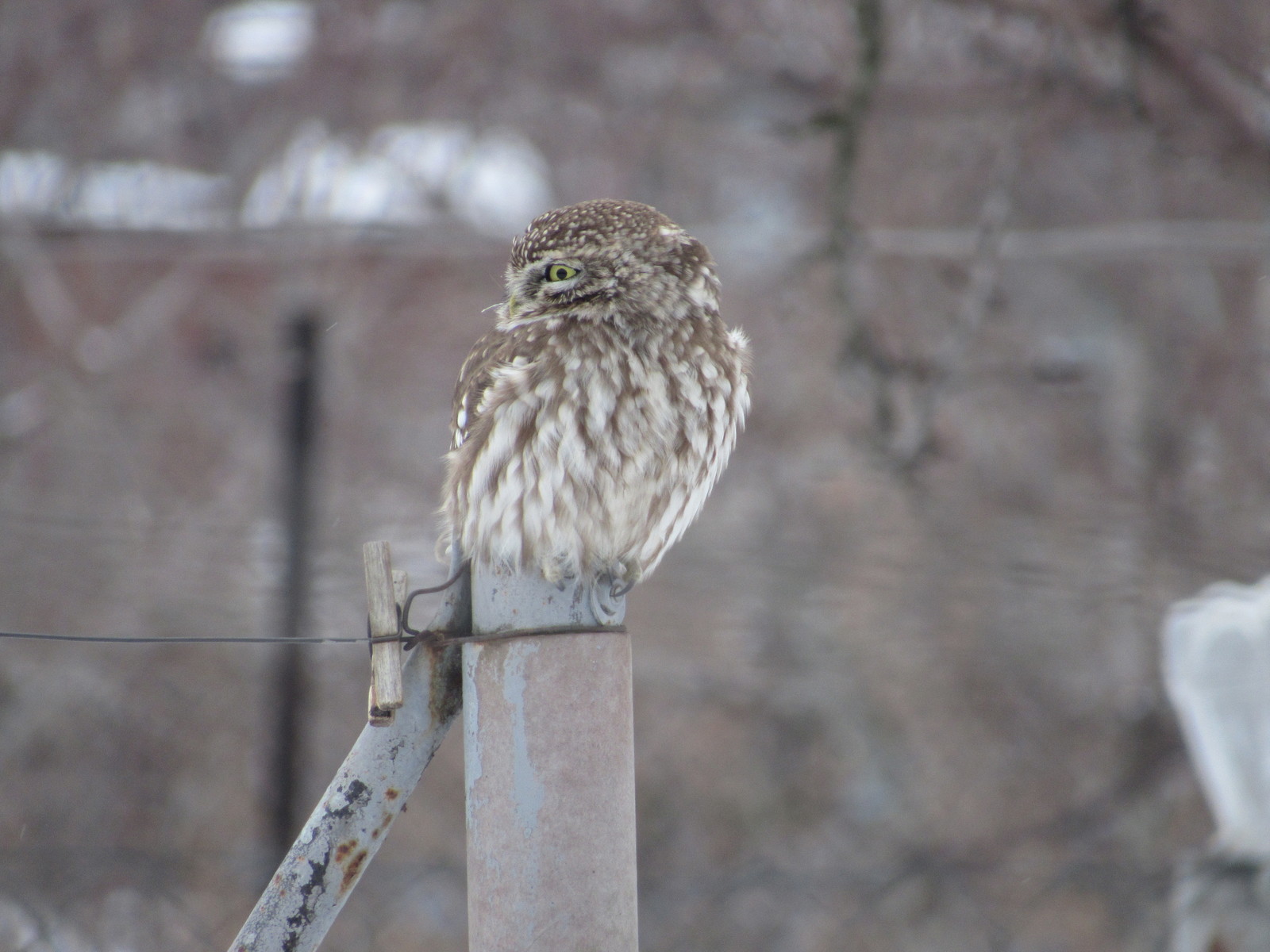 The owl flew in to peep - My, Little owl, Owl, Longpost