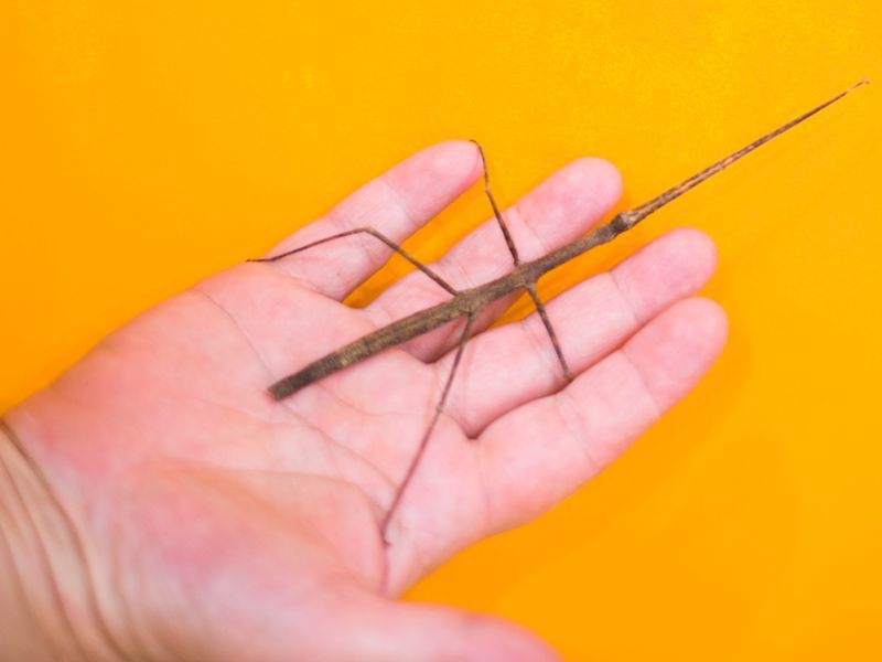 Ghost insect or Vietnamese stick insect - My, Forest Embassy, Insects, Nature, Sticks, In the animal world, Longpost