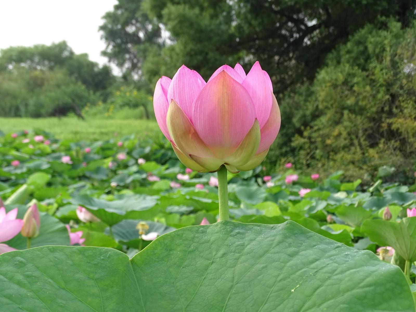 Pokrovsky lotuses - part 2. - My, Дальний Восток, Primorsky Krai, Oktyabrsky District, Pokrovka, Lotus, Longpost