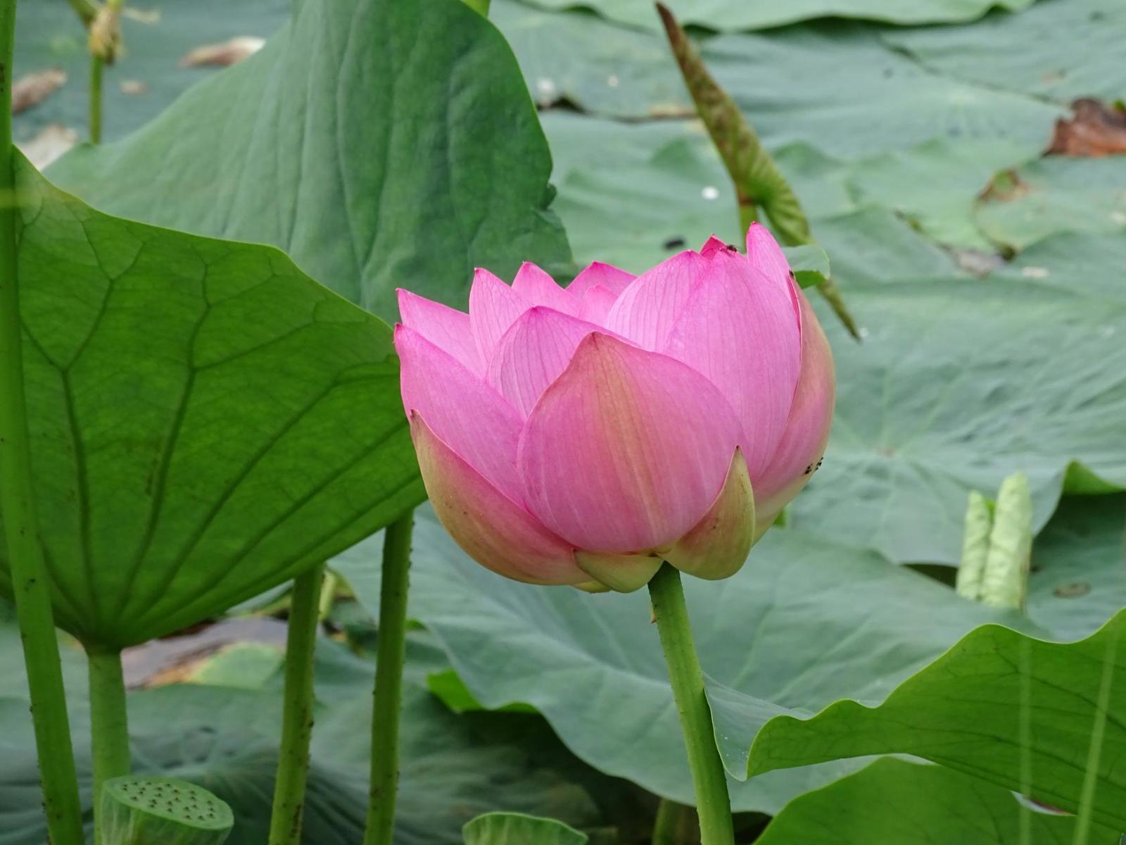 Pokrovsky lotuses - part 2. - My, Дальний Восток, Primorsky Krai, Oktyabrsky District, Pokrovka, Lotus, Longpost