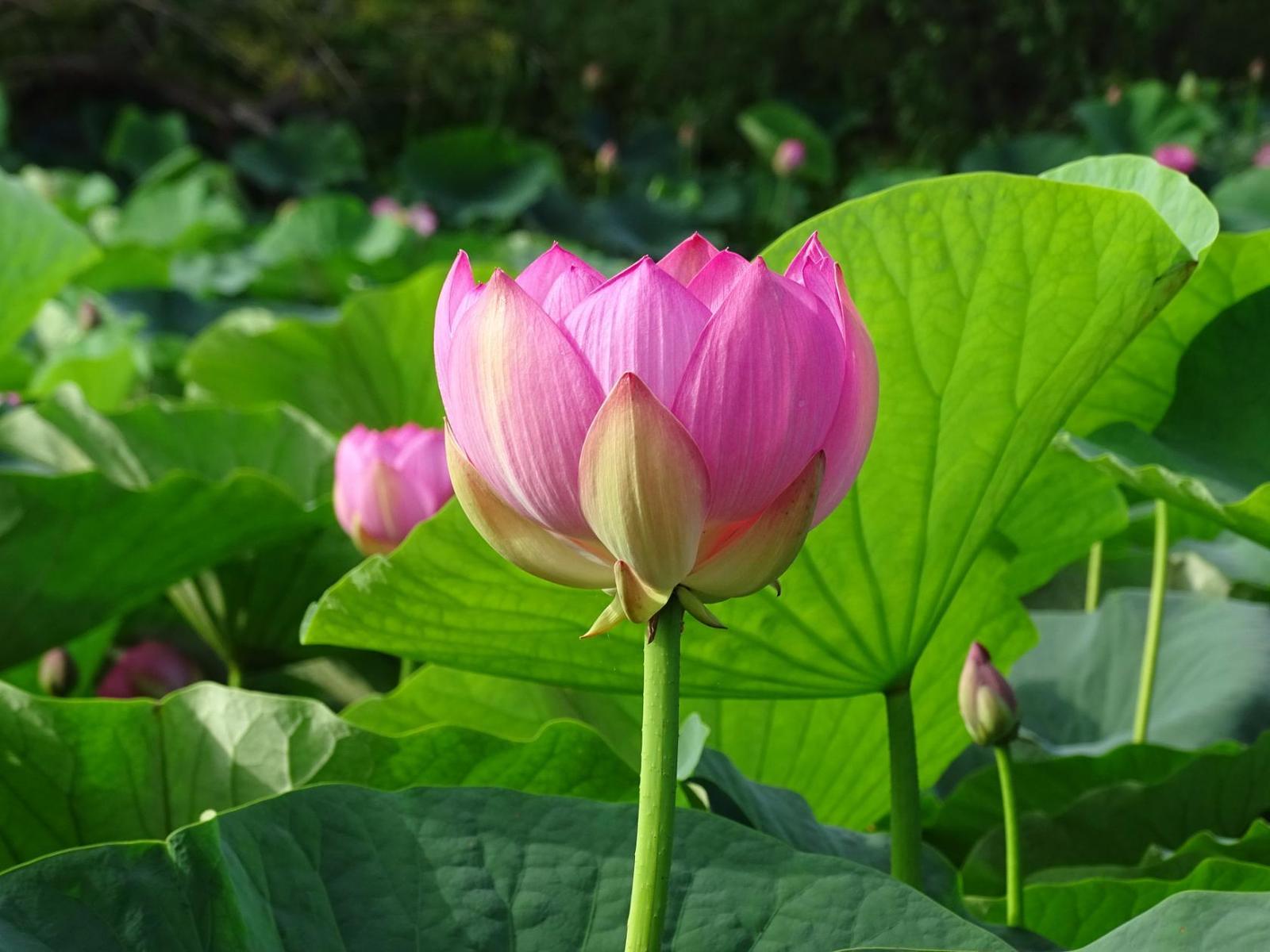 Pokrovsky lotuses - part 2. - My, Дальний Восток, Primorsky Krai, Oktyabrsky District, Pokrovka, Lotus, Longpost