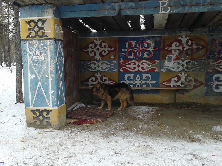 Betrayal, help, murder. - Yakutsk, Hachiko, Flailing, Homeless animals, Copy-paste, Longpost