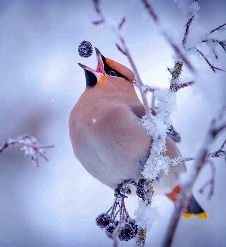 Lunch waxwings - Winter, Birds, Dinner, Waxwing