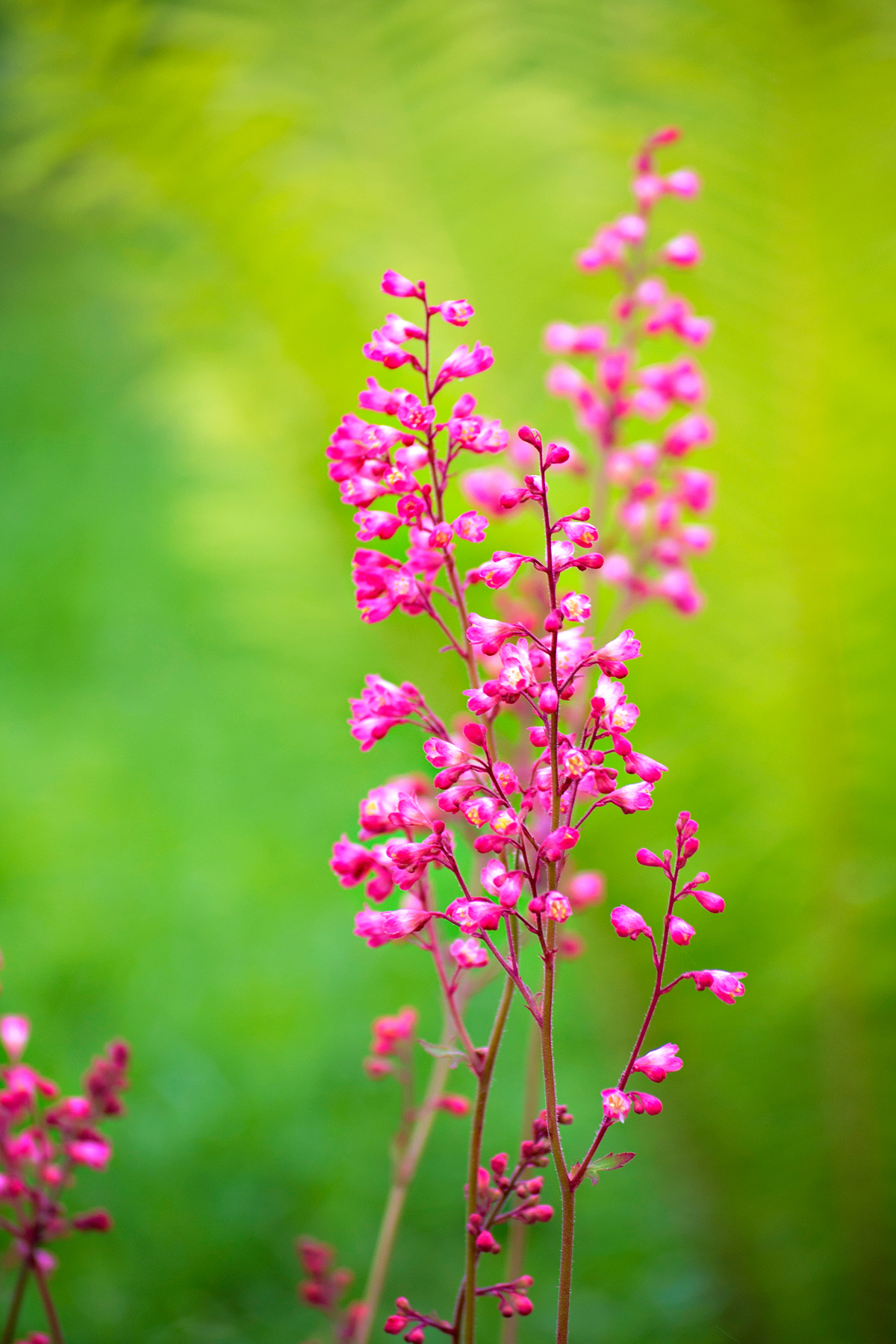 Leningrad region - My, The photo, Nature, Leningrad region, Longpost