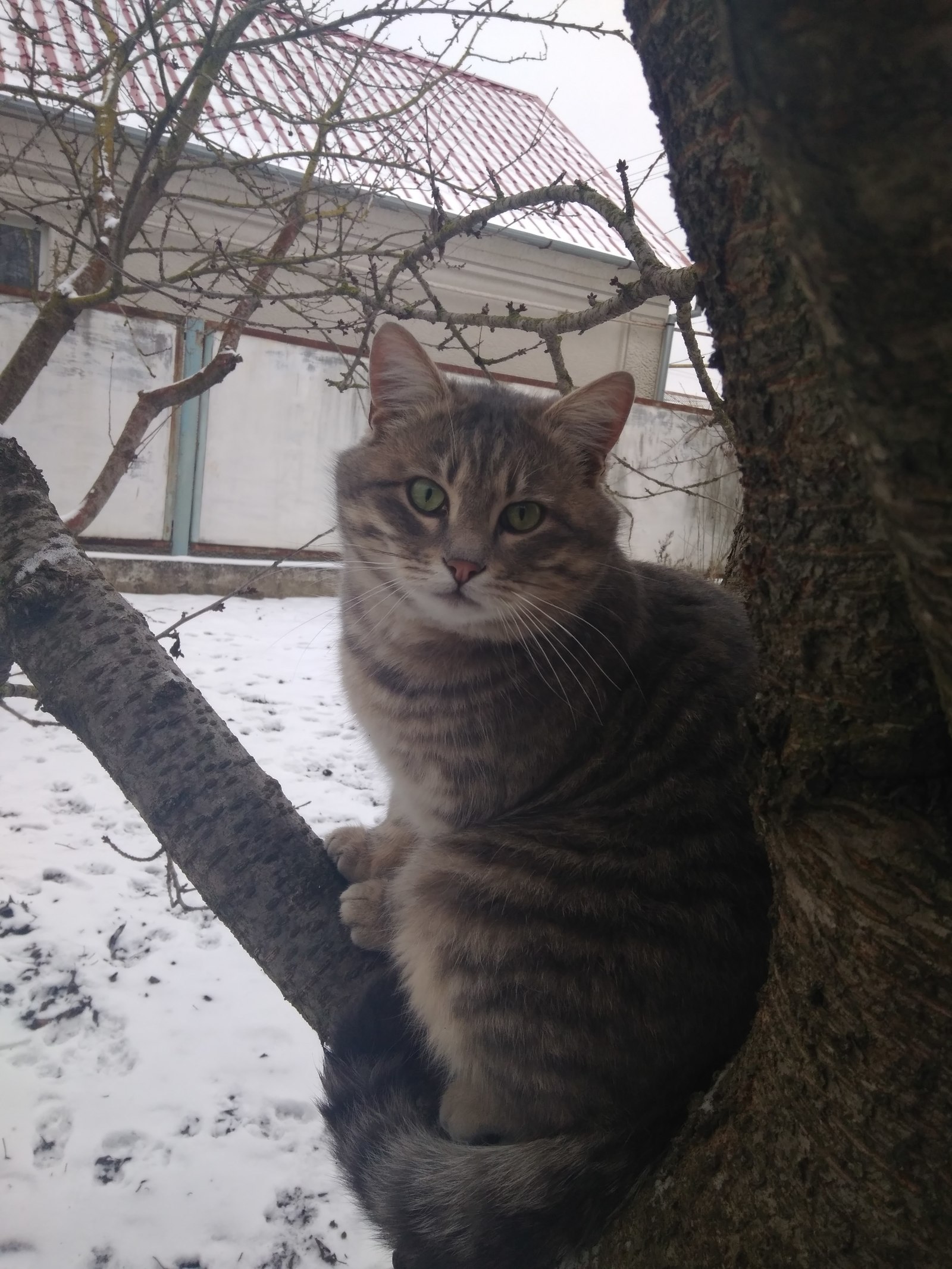 The death of a cat - attracted abandoned cats to the yard - My, Catomafia, Story, Longpost, cat