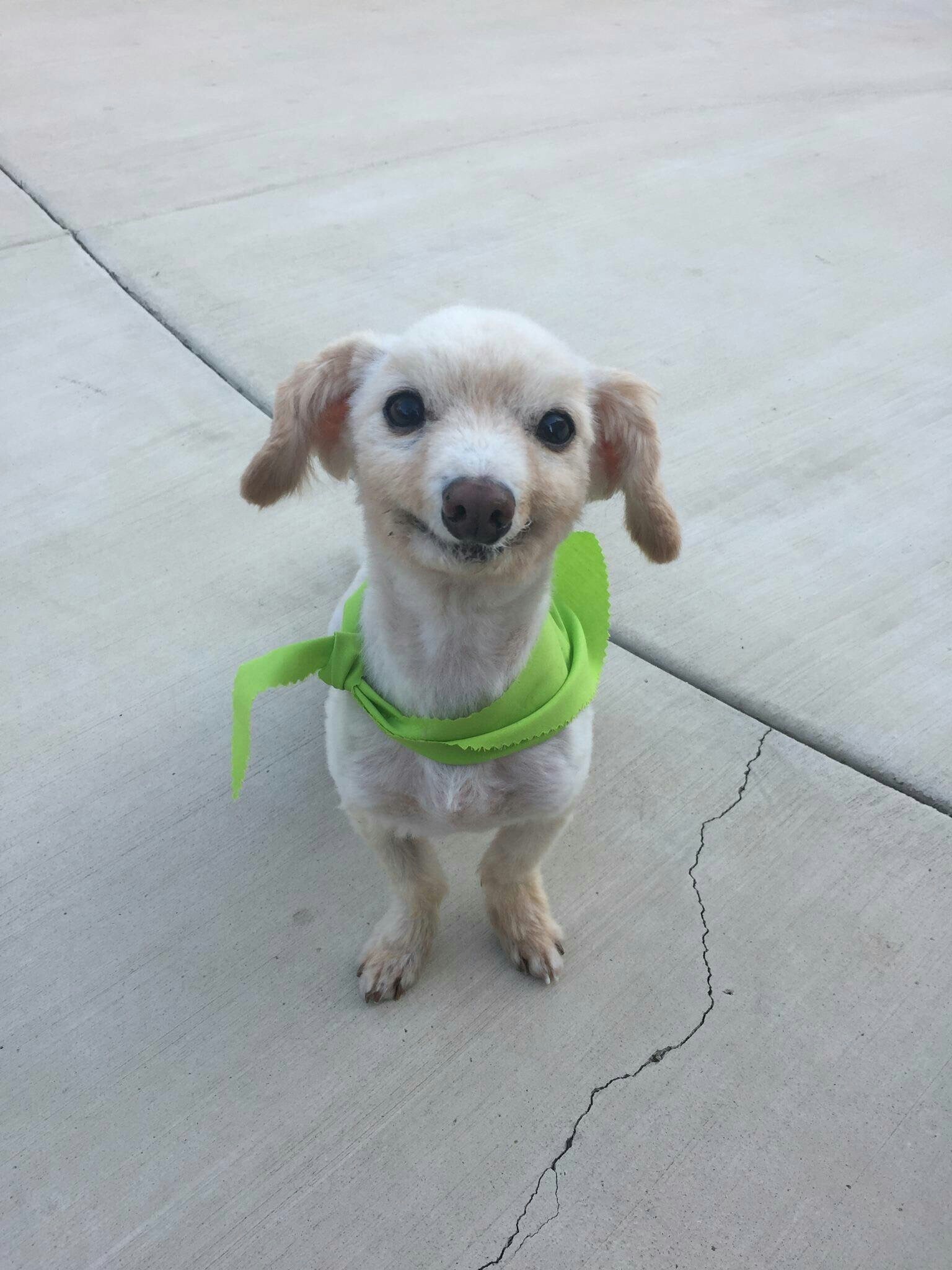 It's Mr Poppins! - Reddit, Dog, Smile