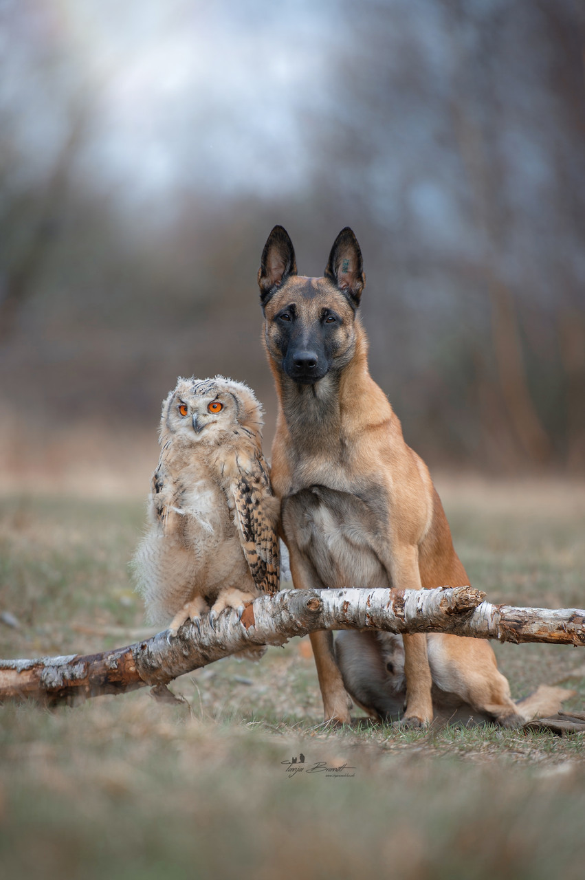 Unexpected friendship - Dog, , , Birds, Longpost, 