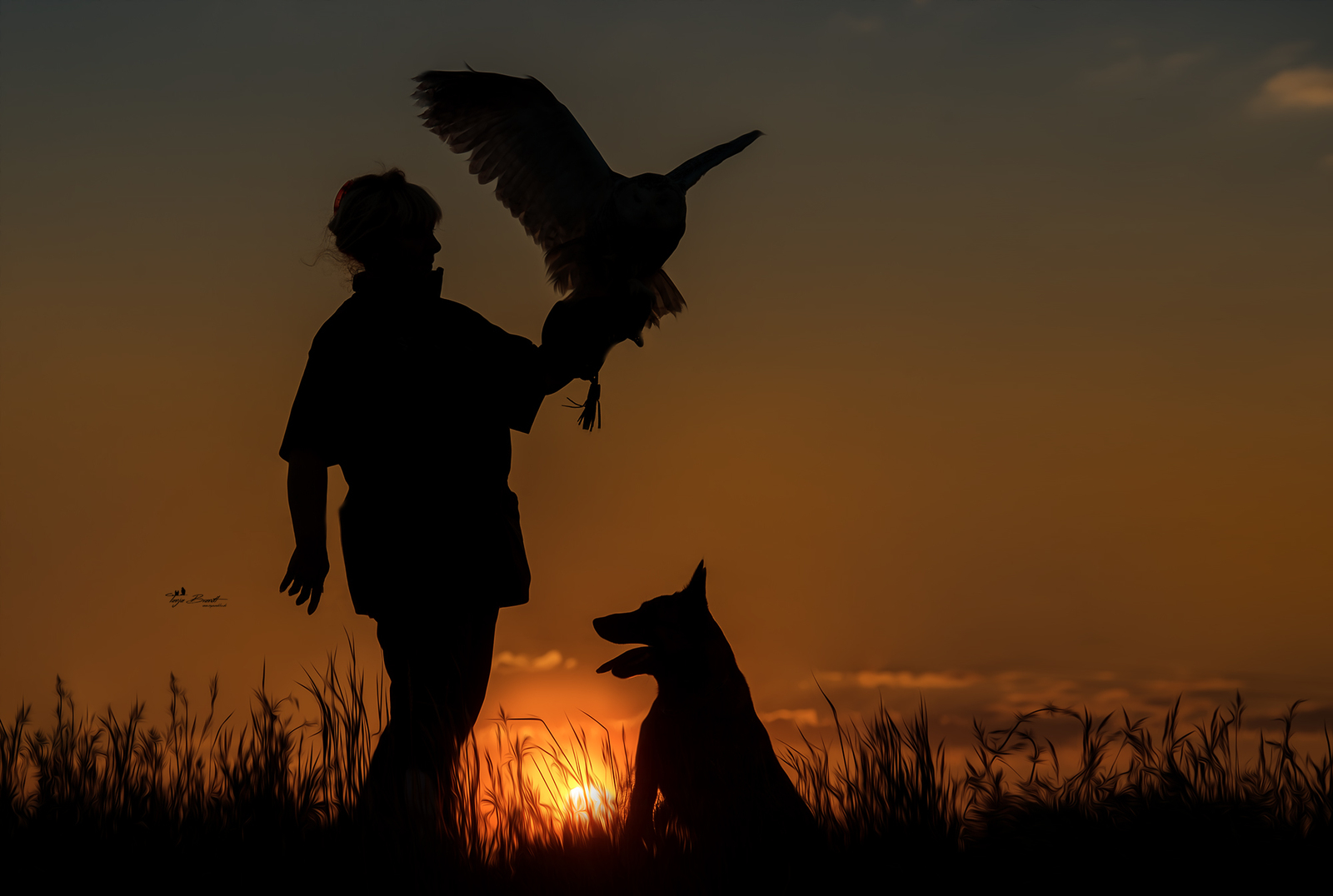 Unexpected friendship - Dog, , , Birds, Longpost, 