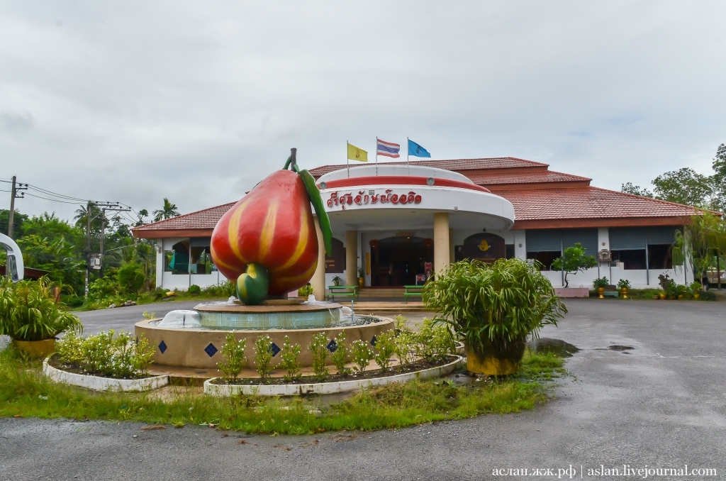 How cashews are grown and processed - My, Cashew, Thailand, Nuts, Longpost