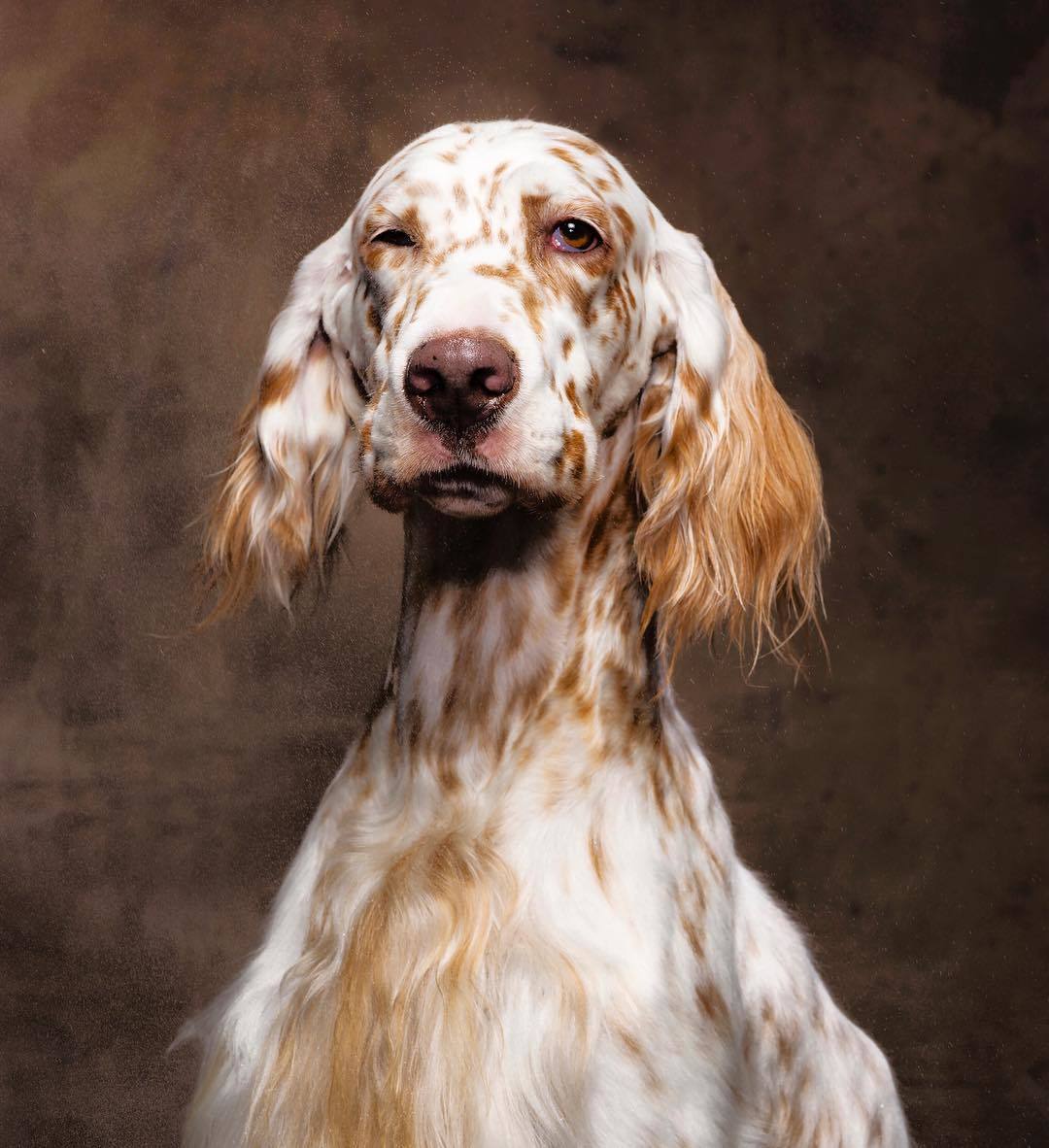 english setter - The photo, Portrait, Dog, Setter